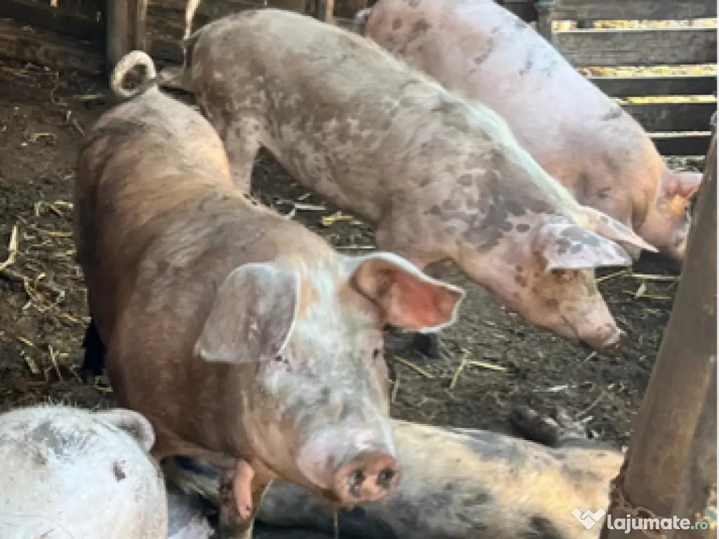 Porci cu greutatea 250kg 0759 191 494 