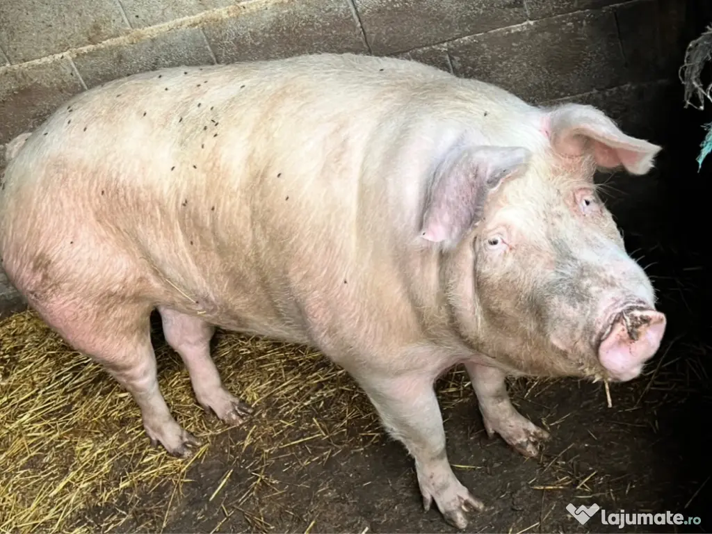 Porci cu greutatea 250kg 0759 191 494 