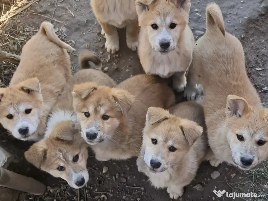 Akita inu japonez 