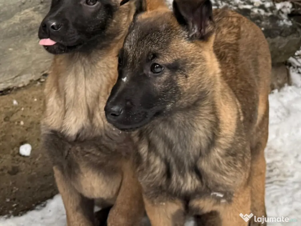 Vand pui Blegian Malinois