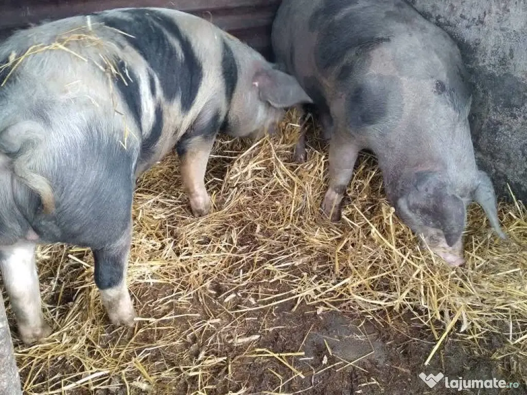 Păsări și animale