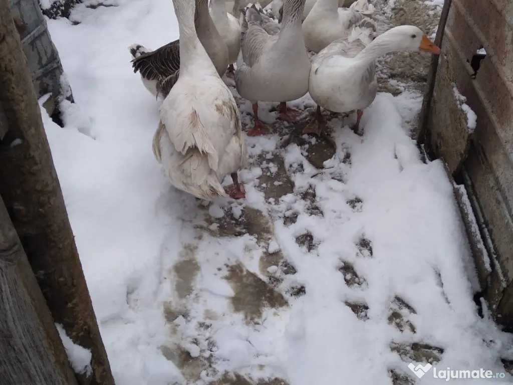 Păsări și animale