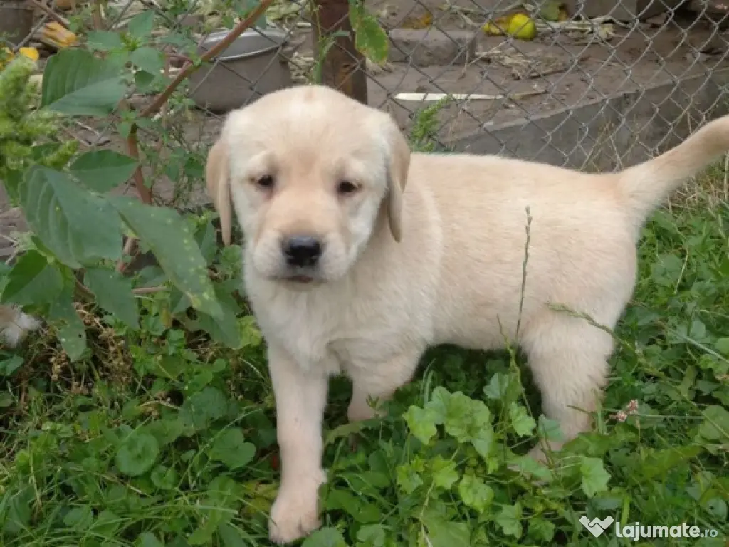 Labrador puiuți 