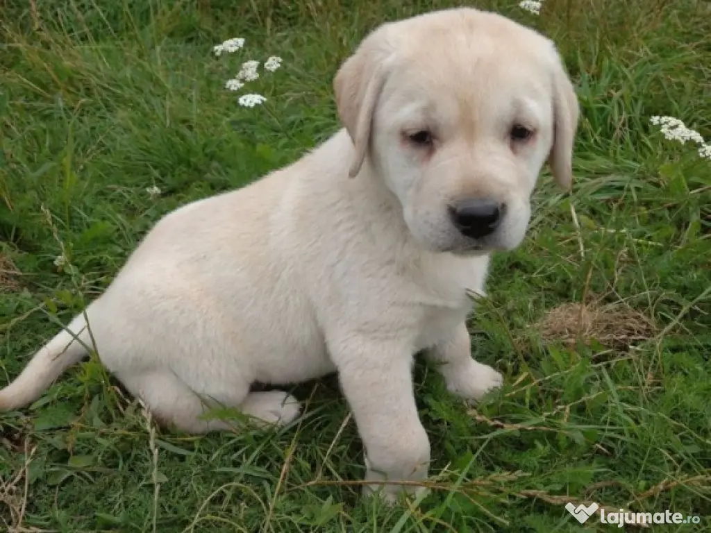 Labrador puiuți 