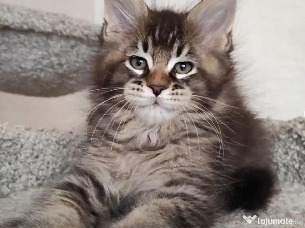 Maine coon pui superbi 