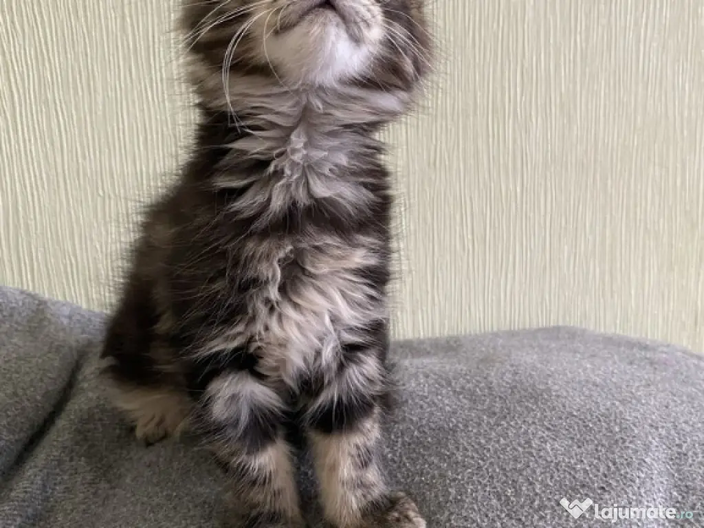 Maine coon pui superbi 