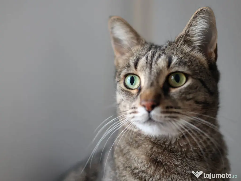 Tom salvat de la abandon își caută familie 