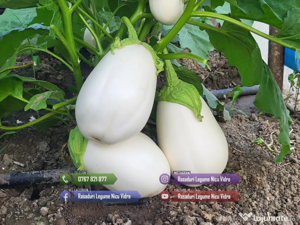 Rasaduri Legume: Rasad de Rosii, Castraveti, Vinete, Ardei, Aromatice 