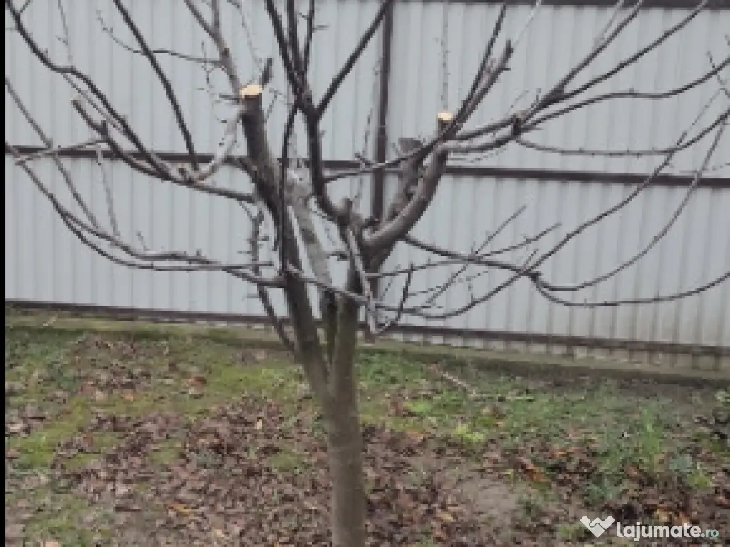 Casa de vanzare Harlau - Iasi 