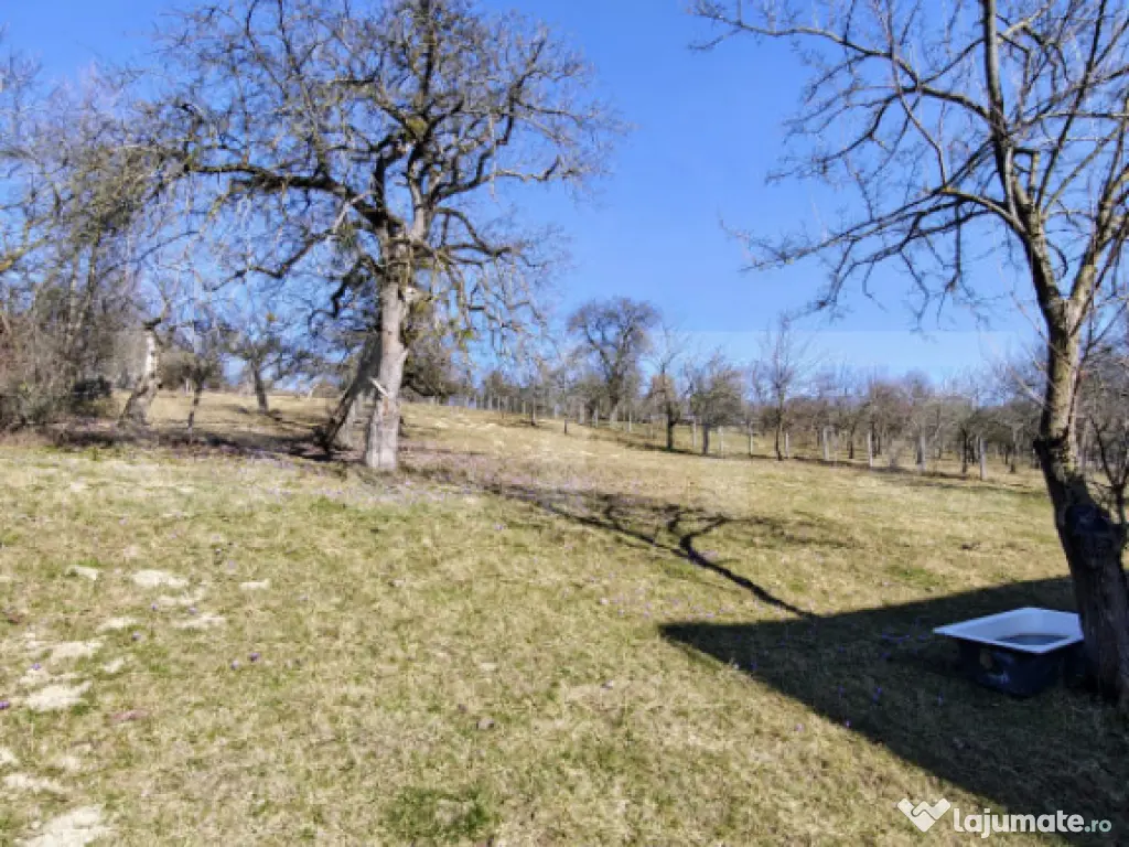 Două case bătrânești pe un teren generos de 4.605 mp, la 