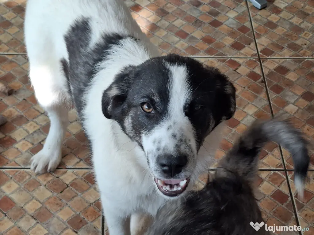 Donez catelusa talie medie 5 luni 