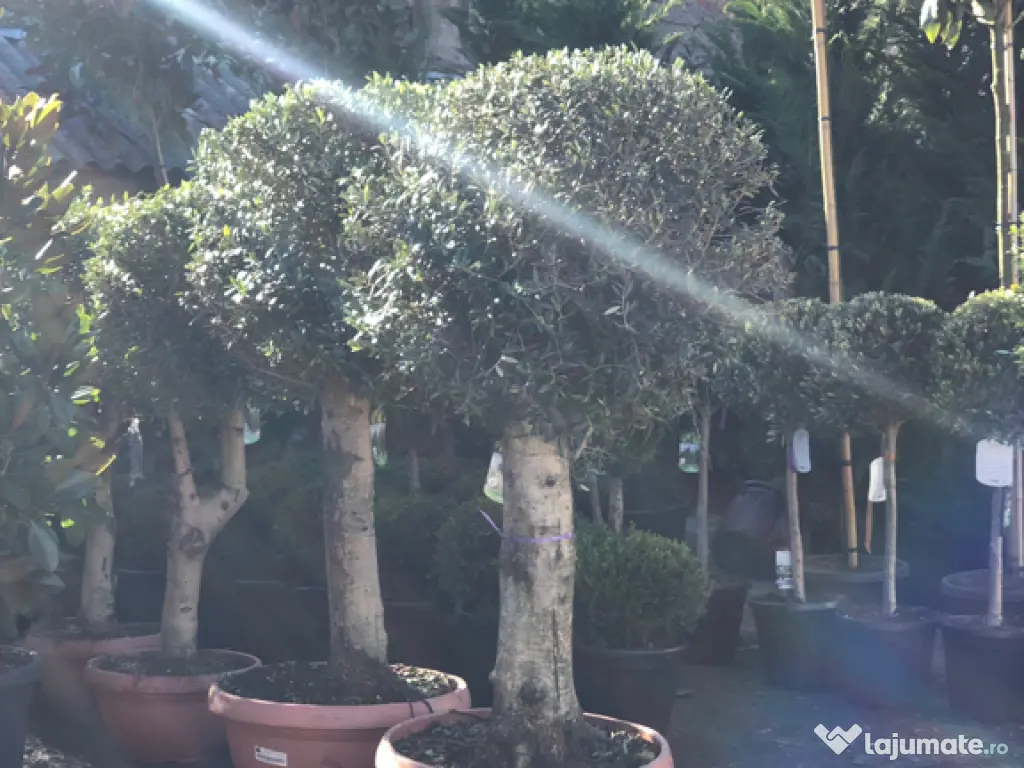 Plante ornamentale premium 