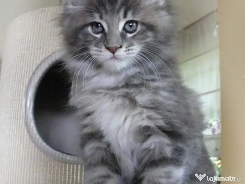 Siberiană de pădure pisoiași 