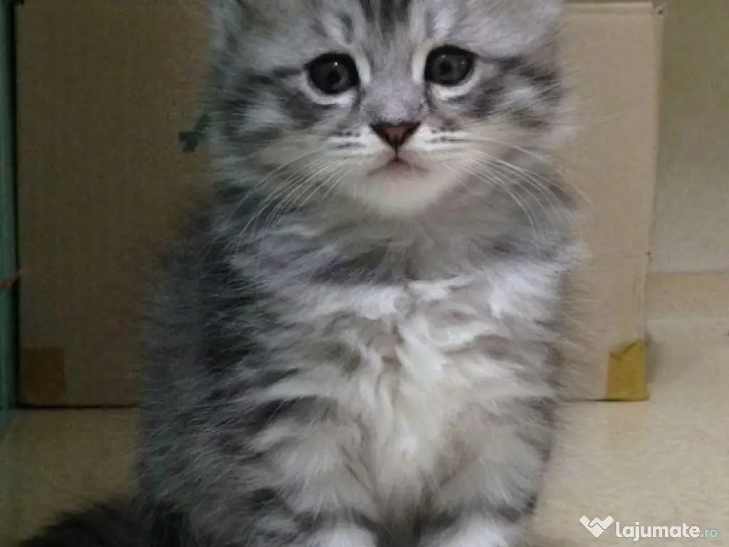 Siberiană de pădure pisoiași 