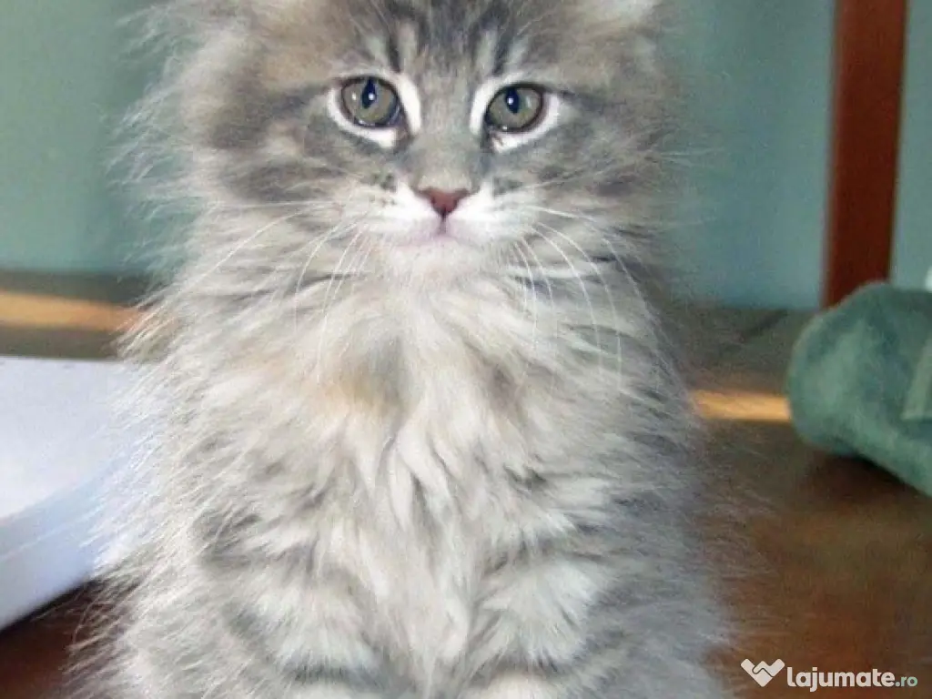 Siberiană de pădure pisoiași 