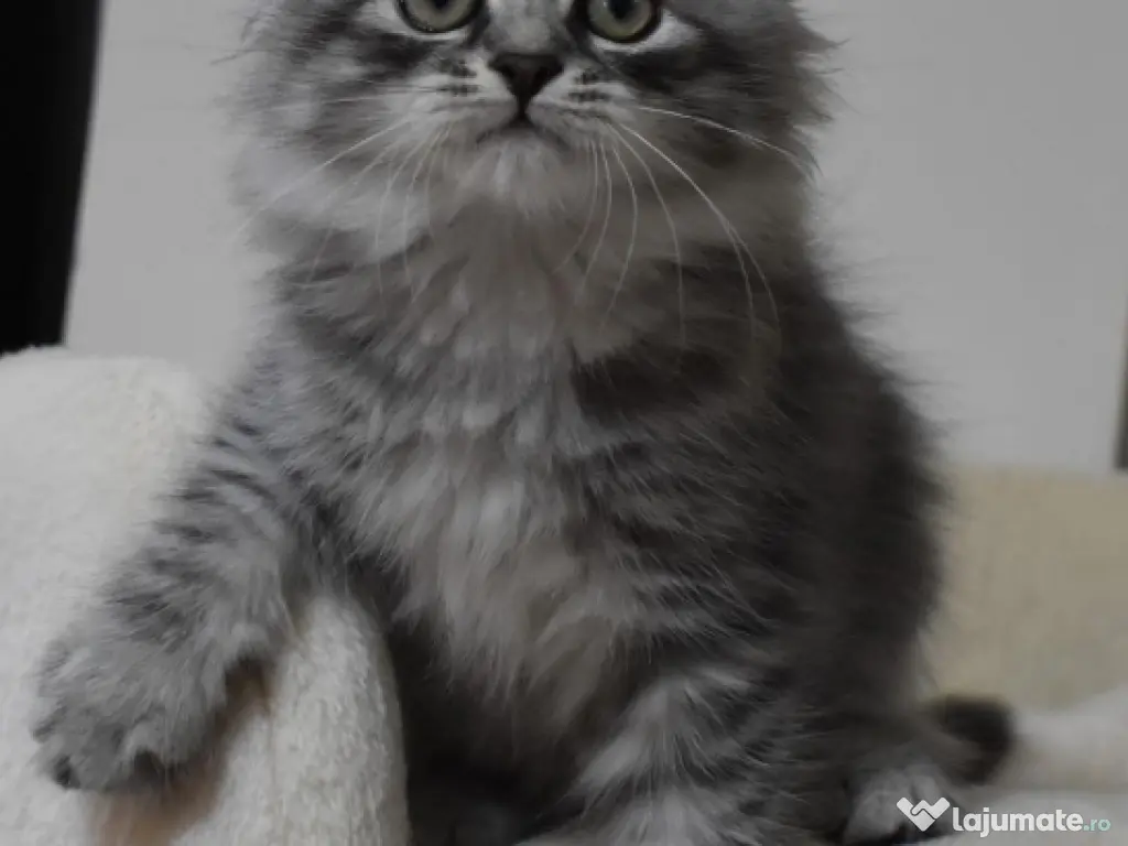 Siberiană de pădure pisoiași 