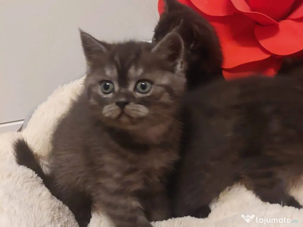 Pisici British Shorthair 