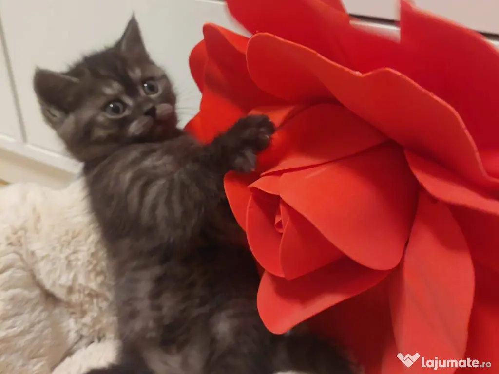 Pisici British Shorthair 