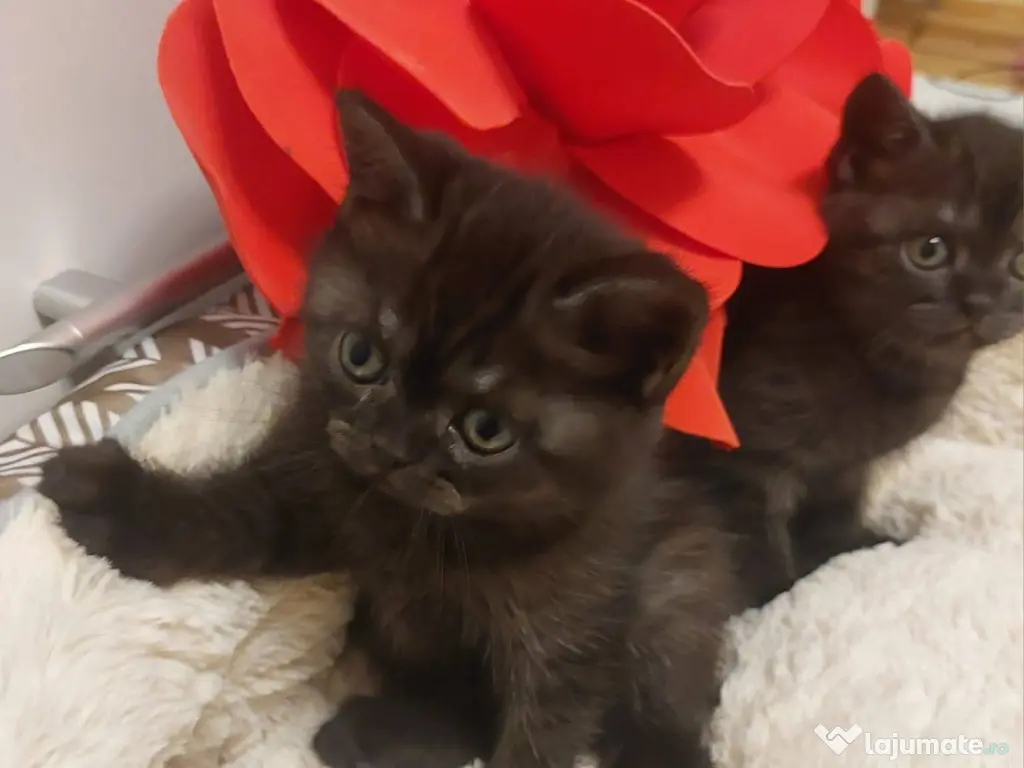 Pisici British Shorthair 