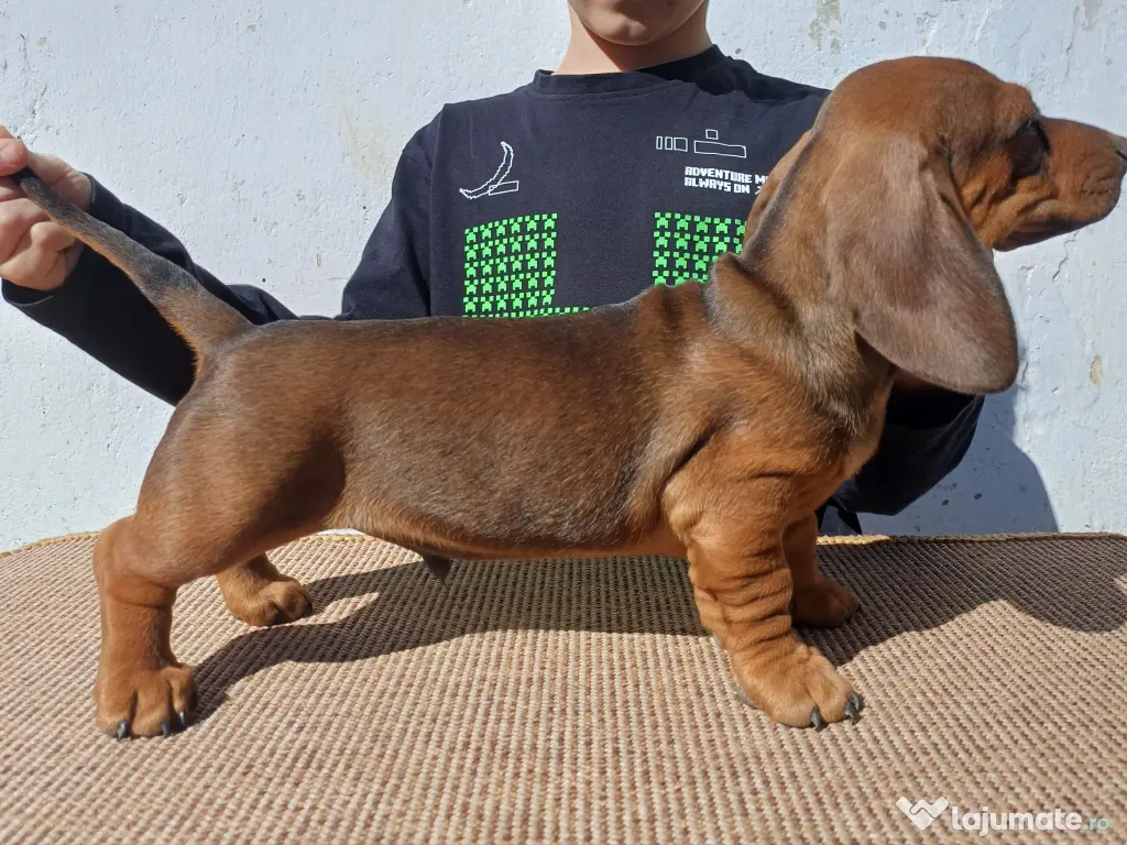 Masculi teckel standard 