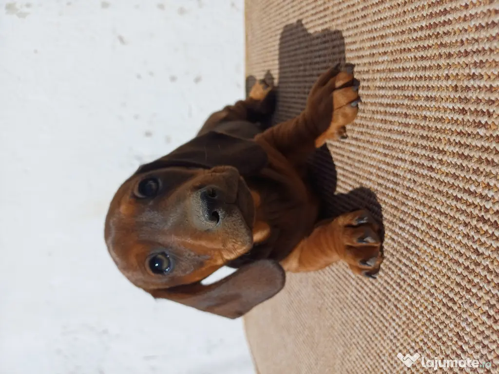 Masculi teckel standard 