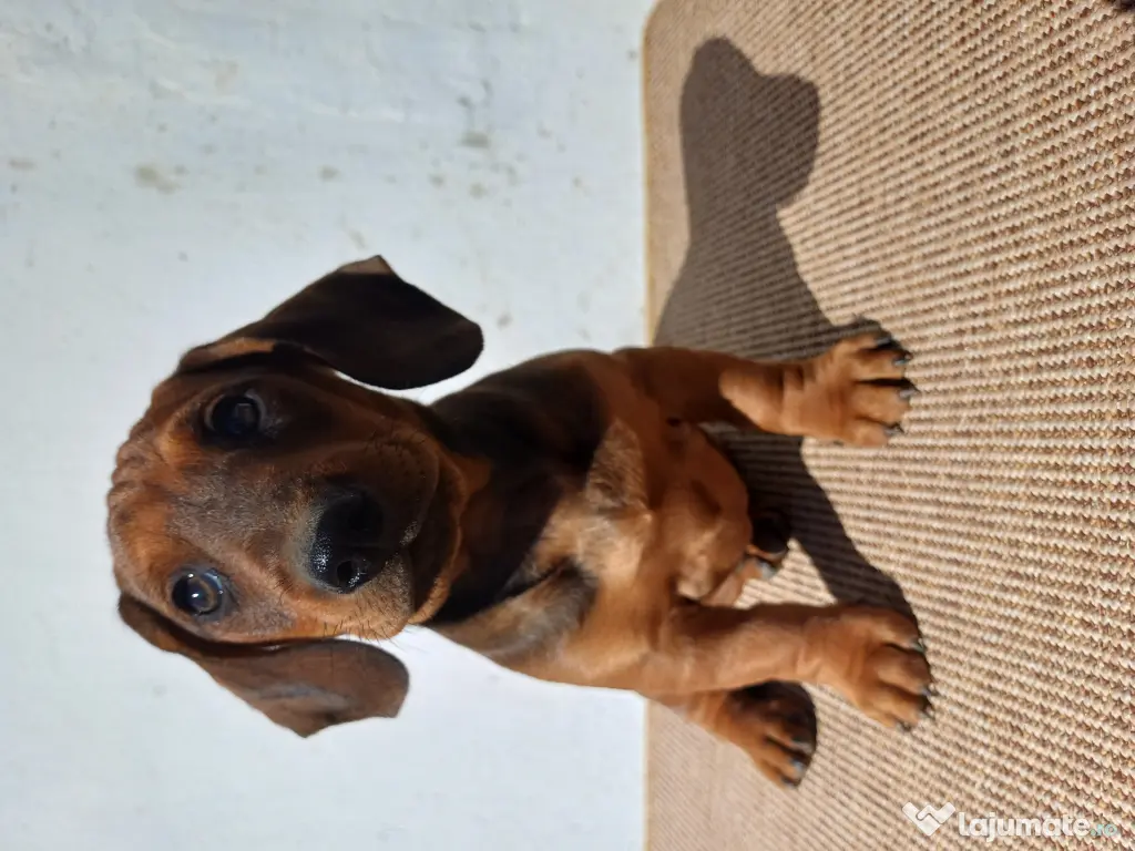 Masculi teckel standard 