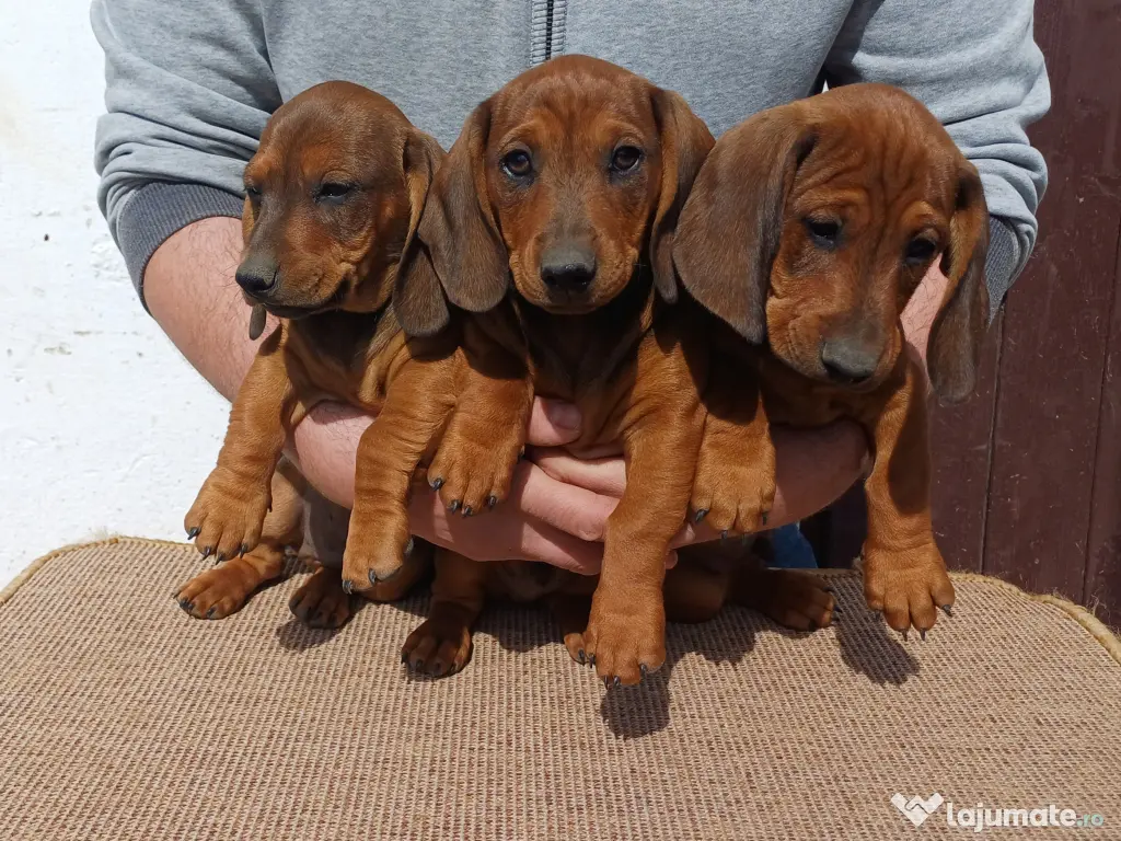 Baieti teckel standard