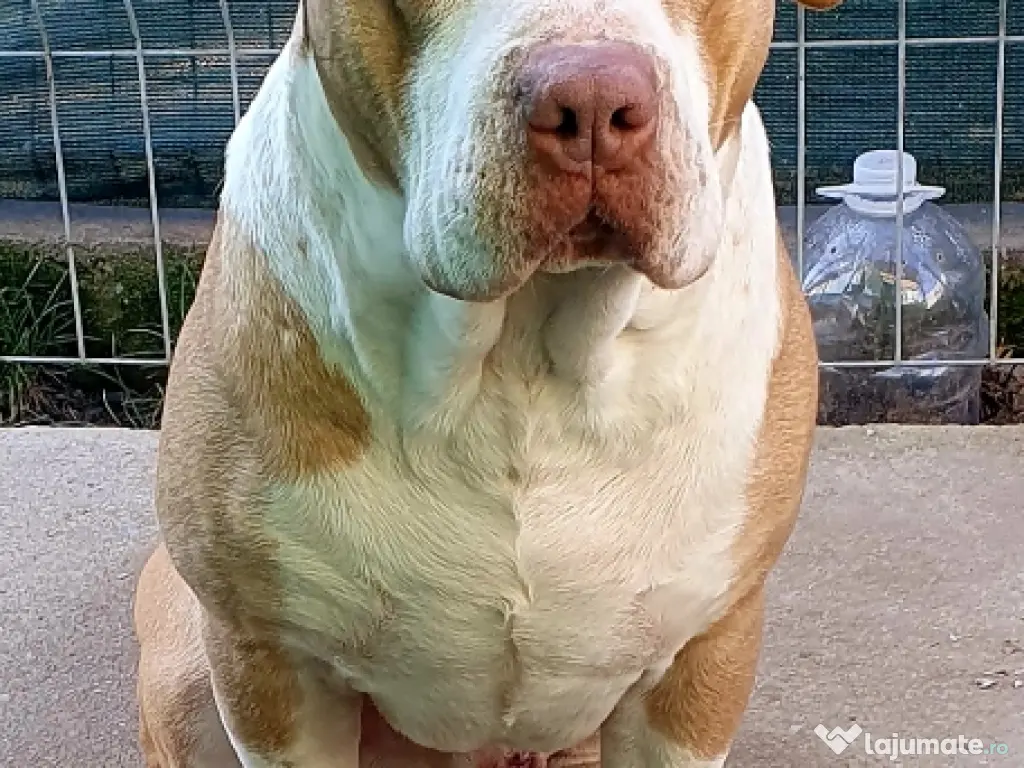 Presa de calcat Apollo 68 xl