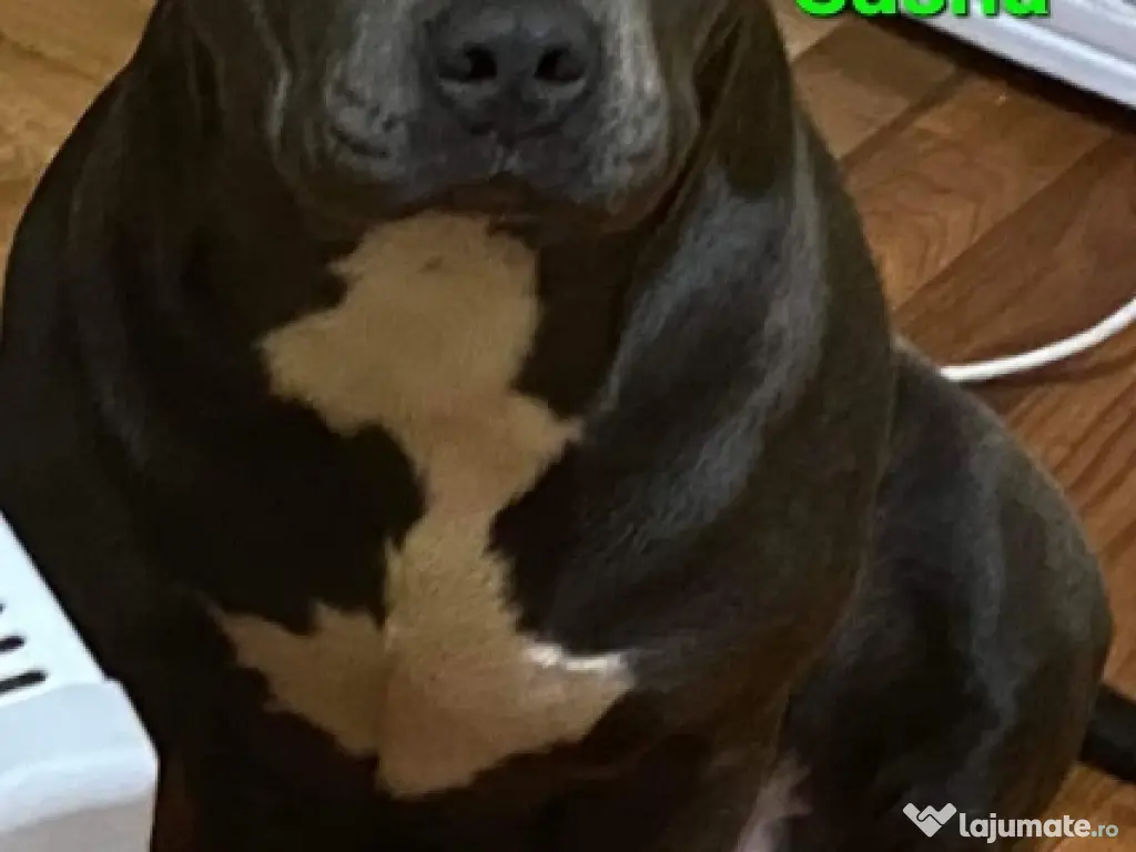 Presa de calcat Apollo 68 xl