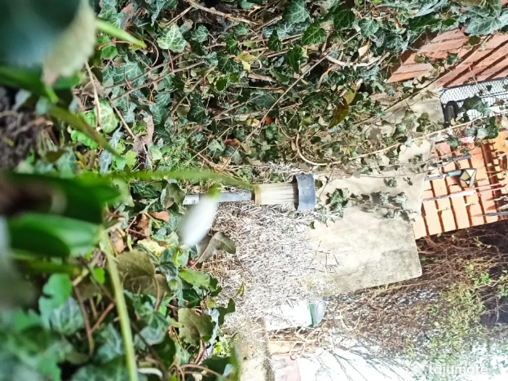 Rațe indiene alergătoare 