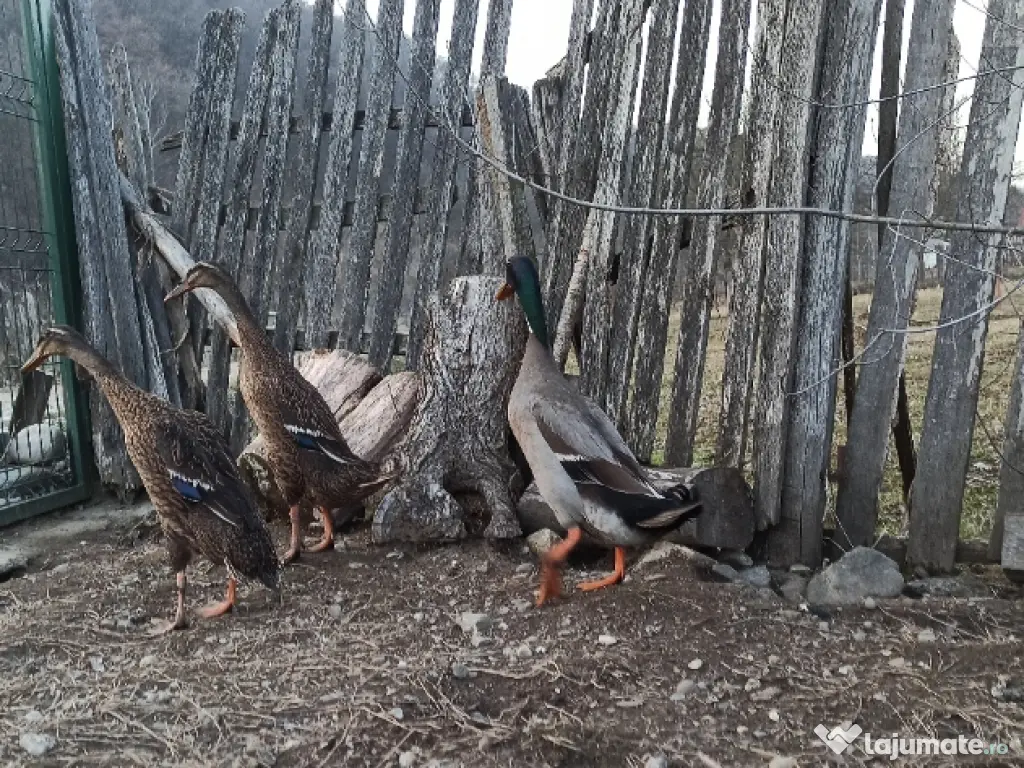 Rațe indiene alergătoare 