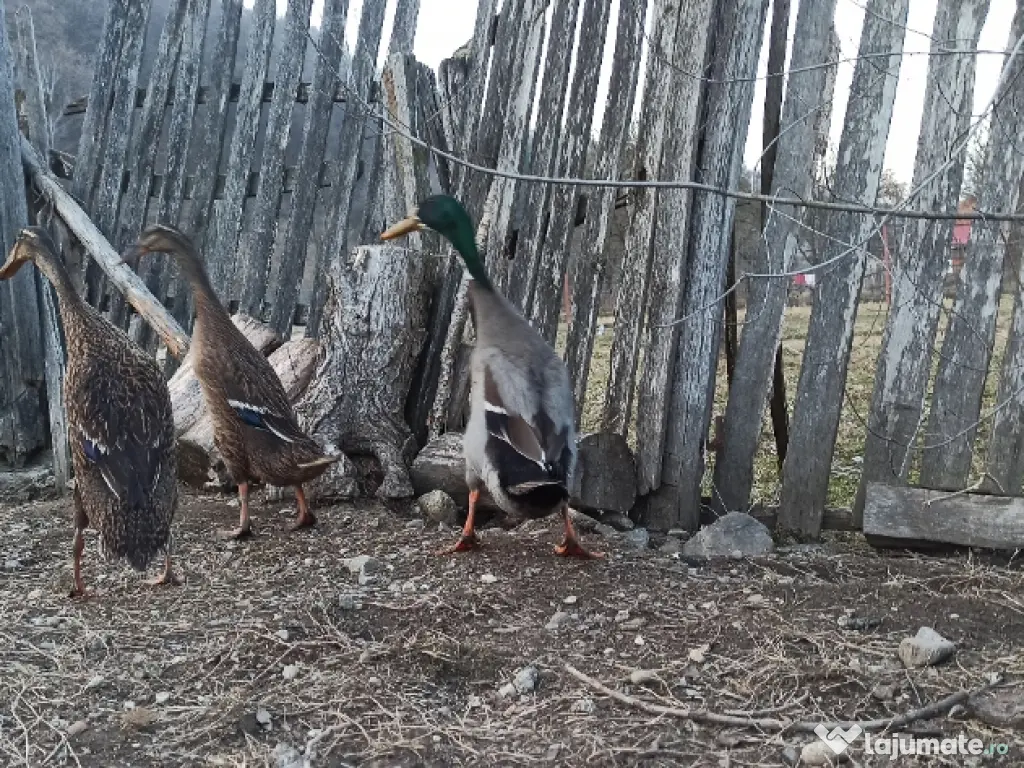 Rațe indiene alergătoare 