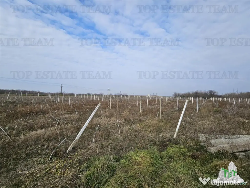 Teren intravilan Harsova 