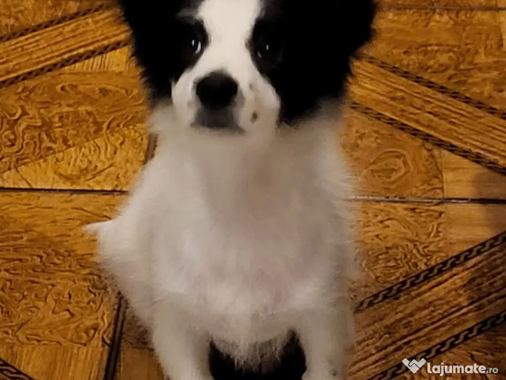 Bichon havanez 4 luni