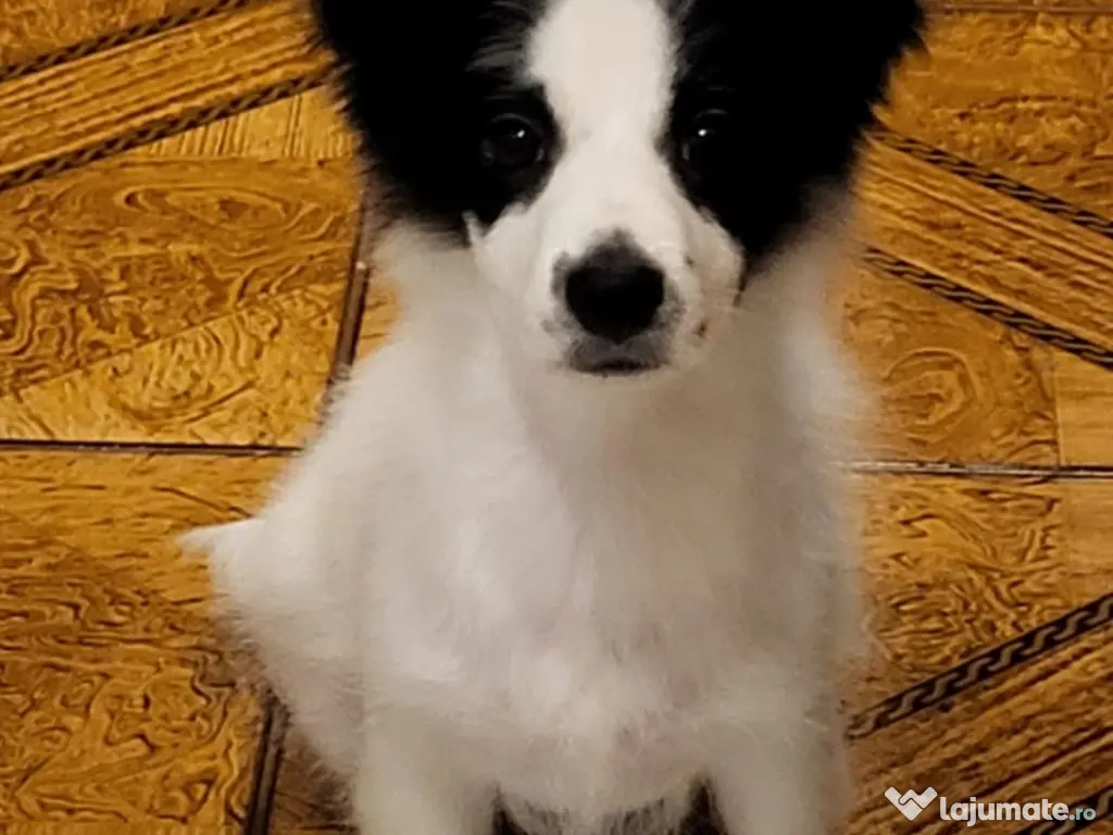 Bichon havanez 4 luni