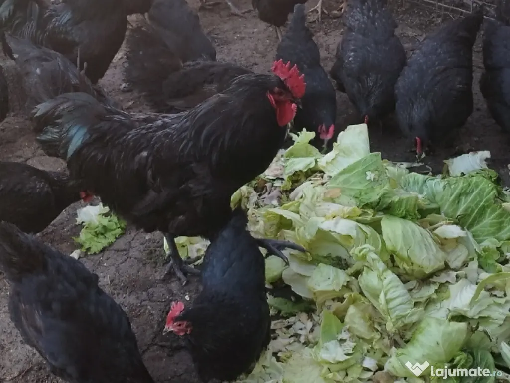 ouă incubat rasă australorp Suceava 