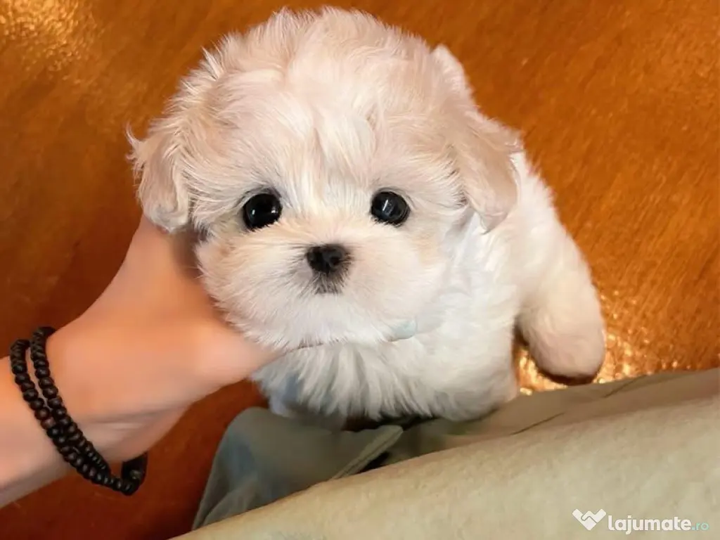 Bichon Maltez Mini Toy 