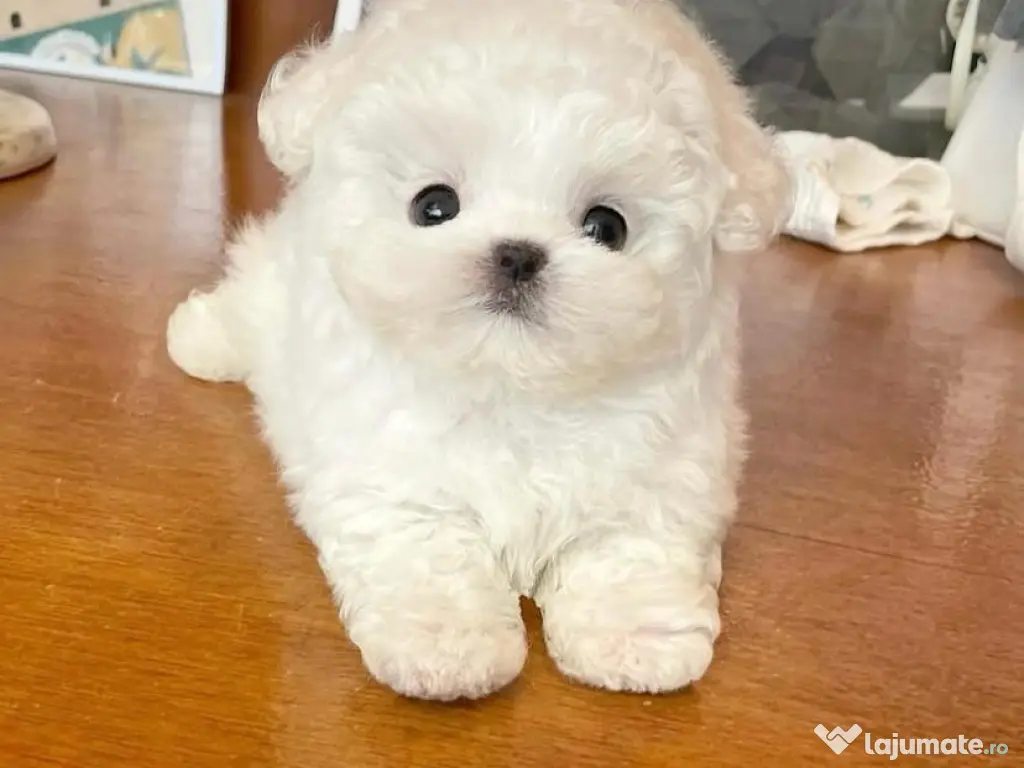 Bichon Maltez Mini Toy 