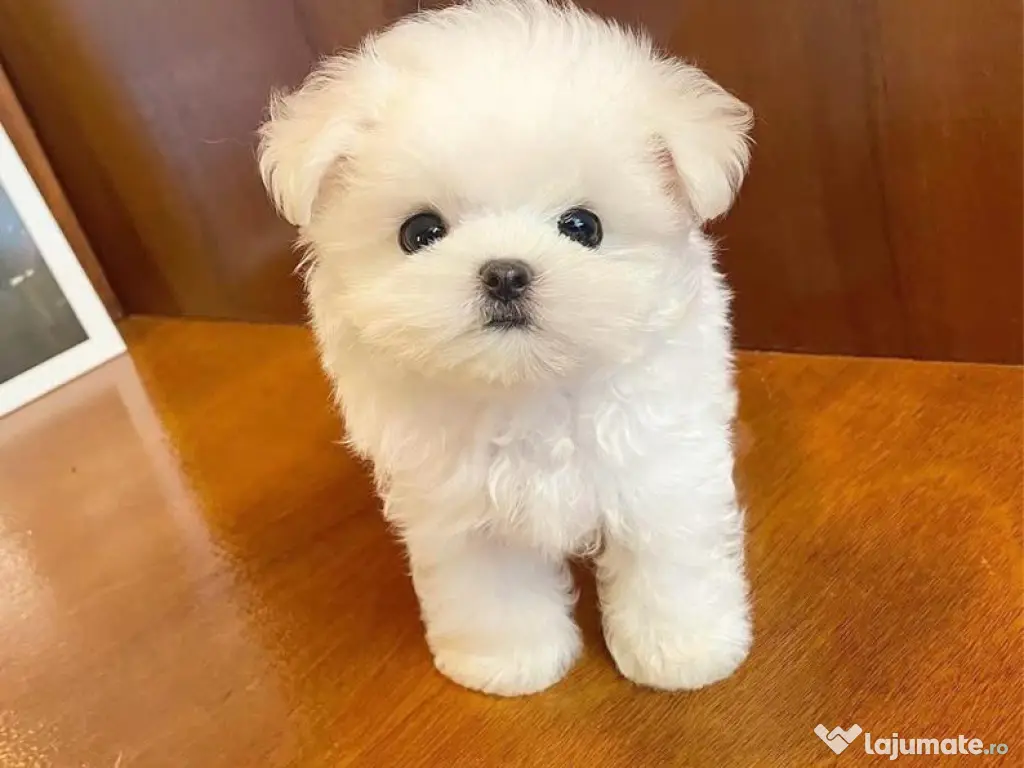 Bichon Maltez Mini Toy 