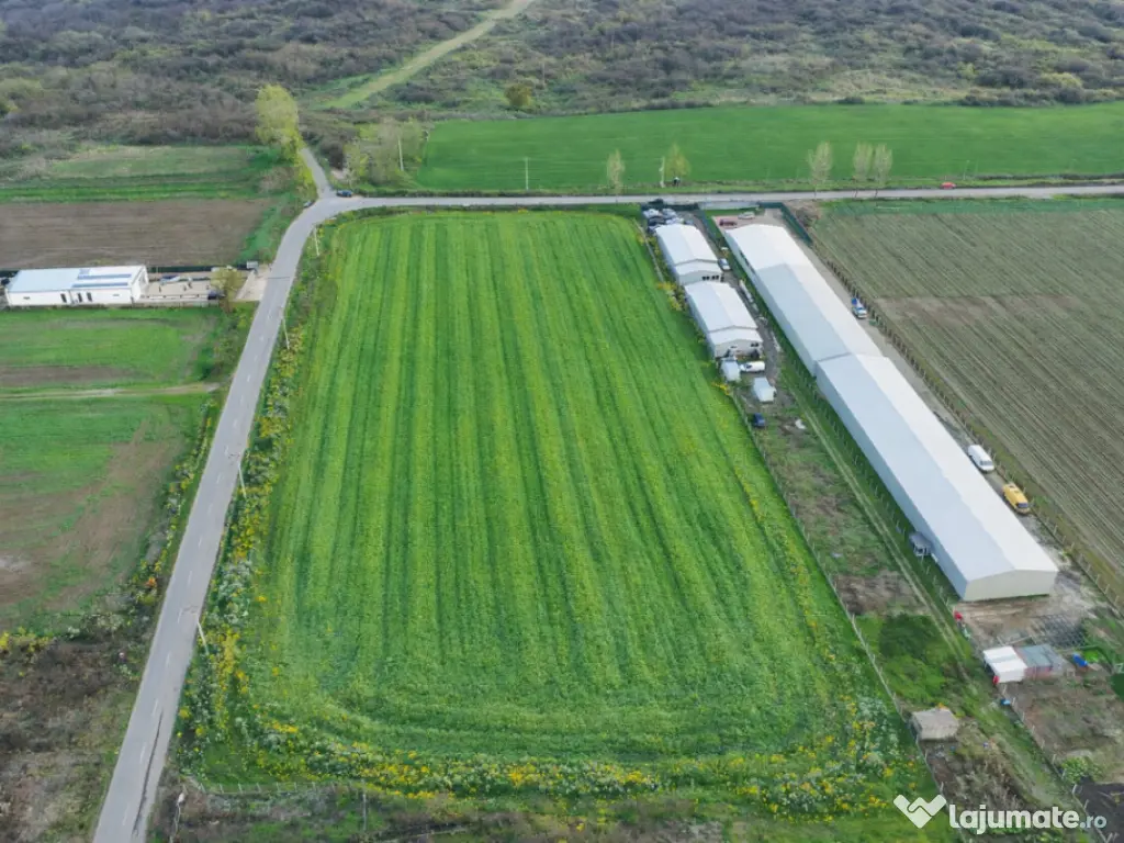 Teren intravilan 7.811 mp | Ciolpani, Ilfov | Acces drum pub 