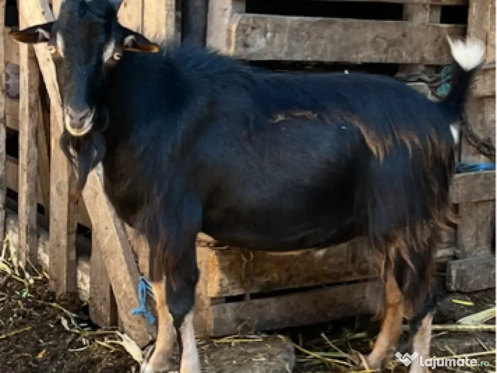 Țap alpine francez 0760352955 