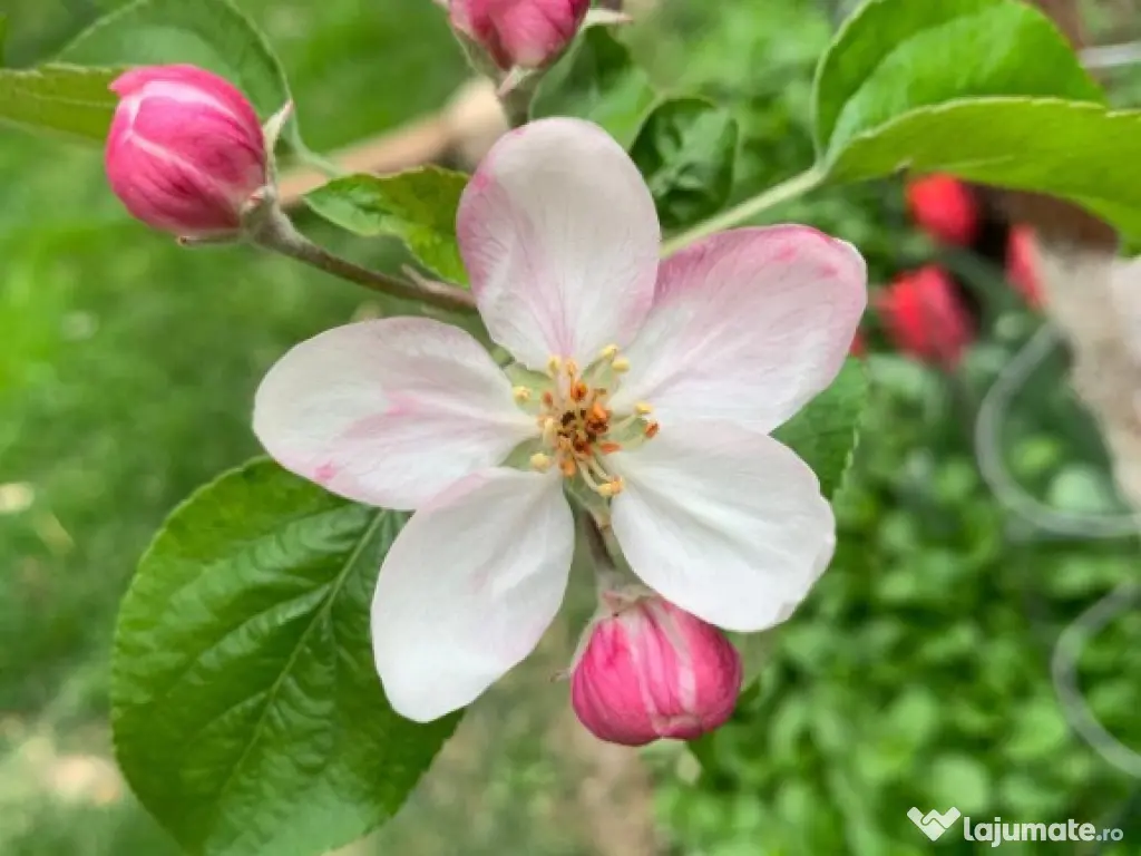 Vila superba direct de la proprietar Corbeanca 