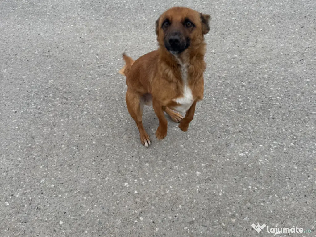 Caine pentru adoptie 