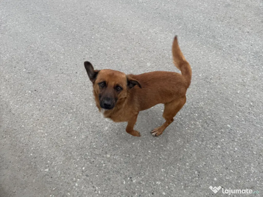 Caine pentru adoptie 