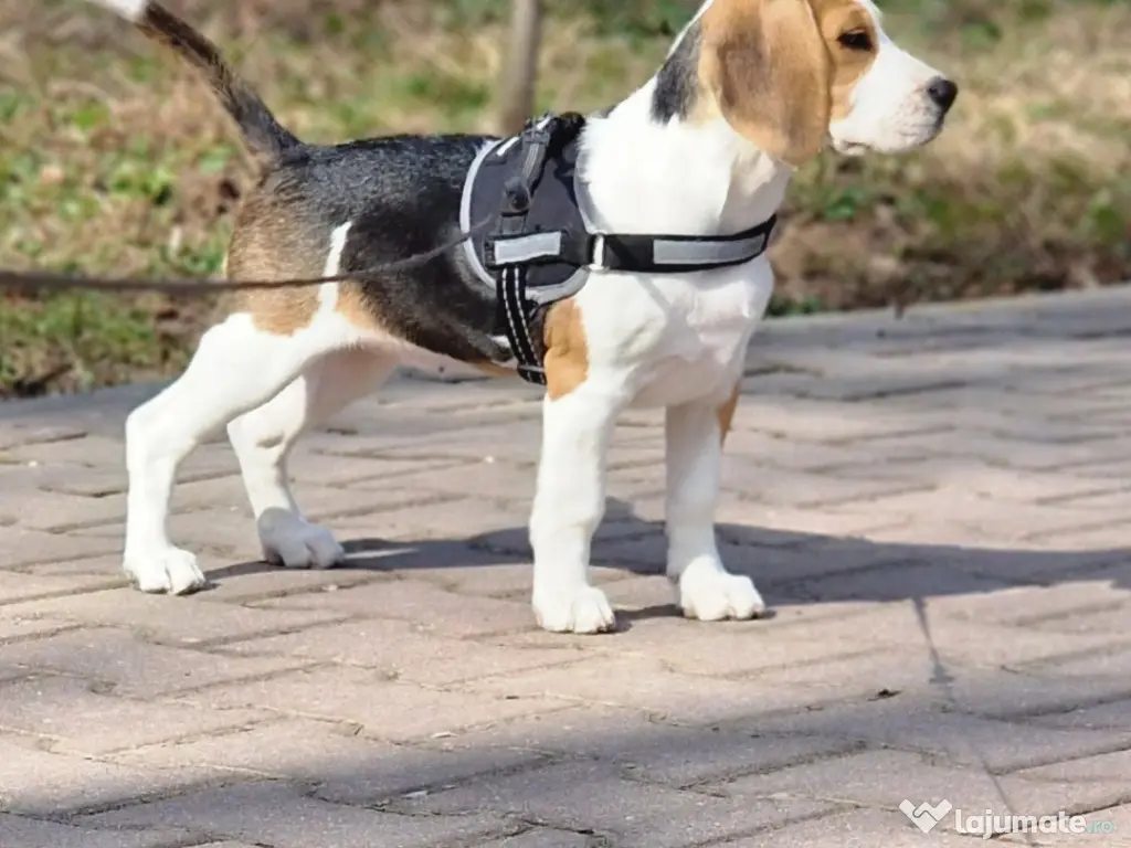 Vând  pui de Beagle 