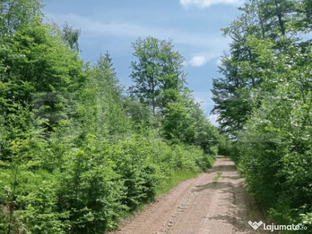 Teren intravilan de vânzare, 12000mp, Trâncești, Scăriș 