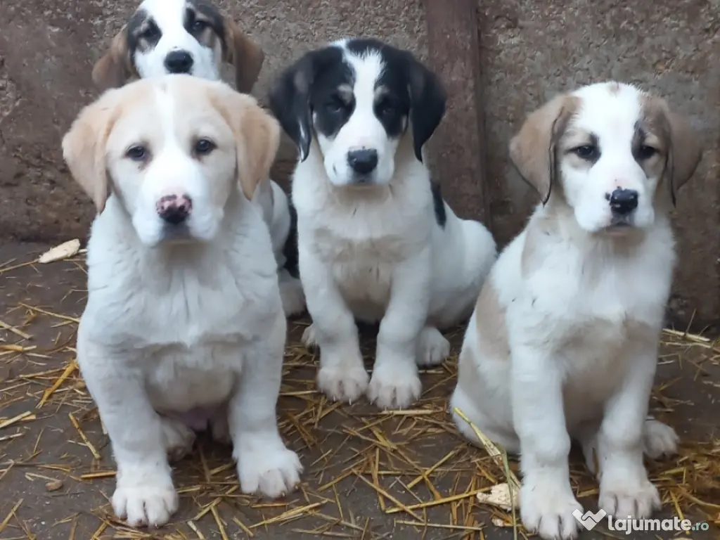 Roți Mitsubishi Outlander 2