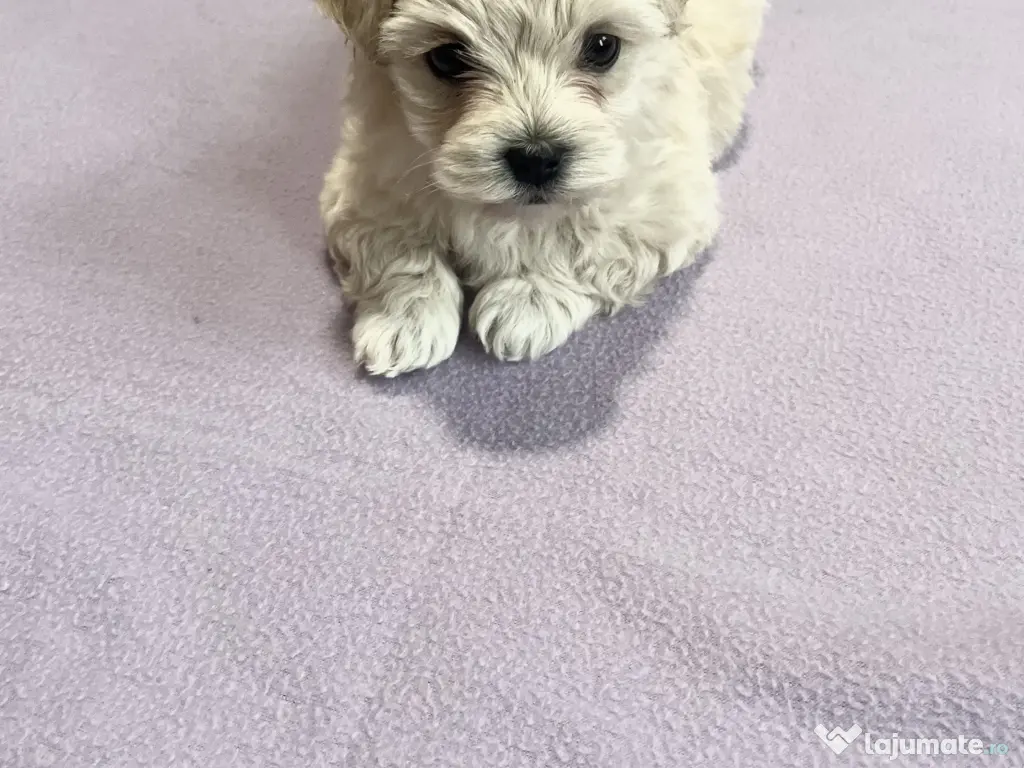 Bichon maltez toy 