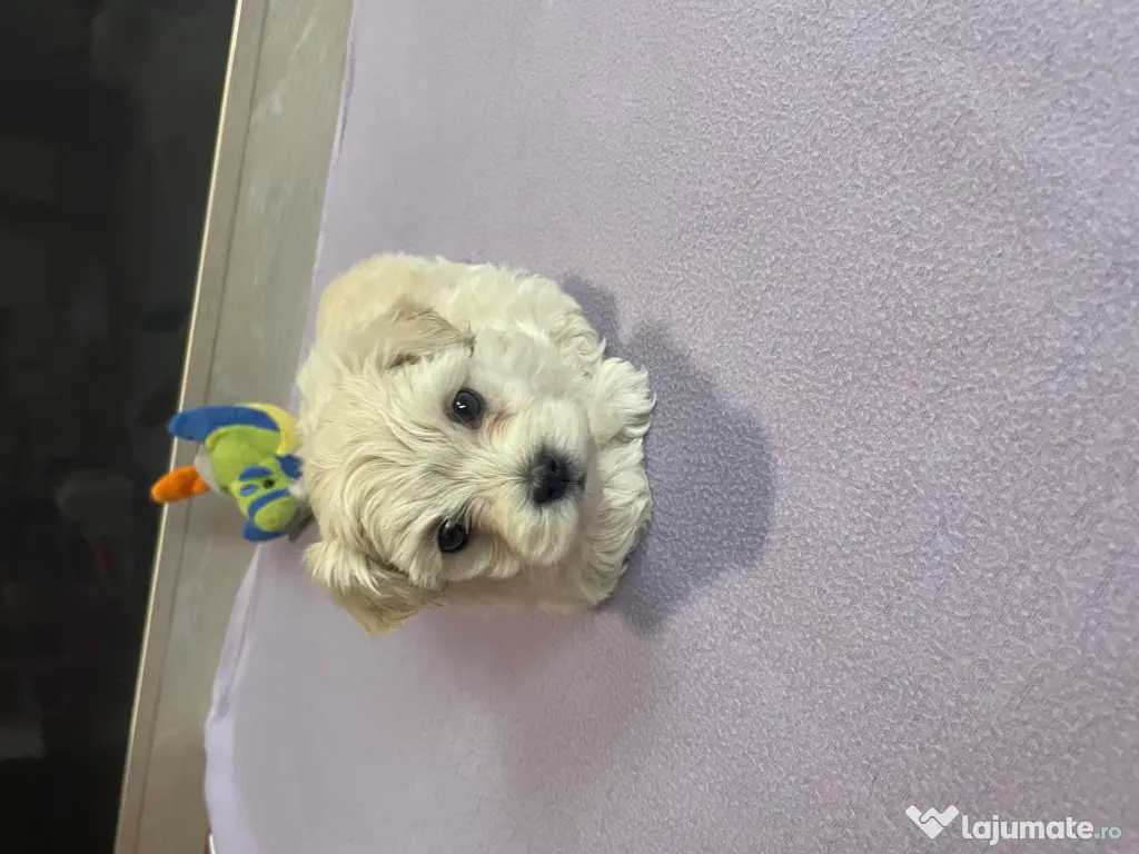 Bichon maltez toy 