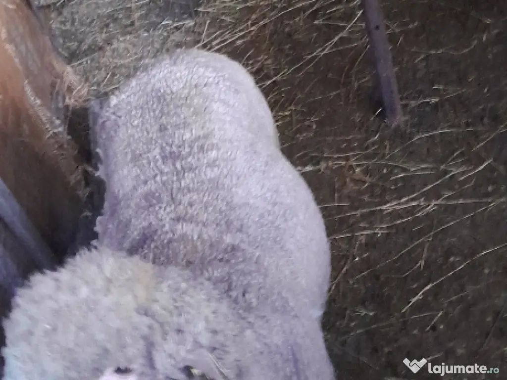 Vand berbecuti de toamna trecuta 